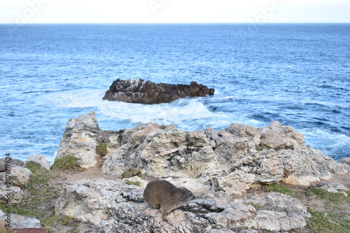 Beautiful beach in Hermanus with a cute dassie sitting on a rock in South Africa