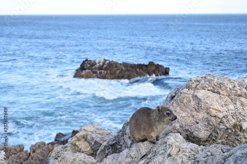 Beautiful beach in Hermanus with a cute dassie sitting on a rock in South Africa