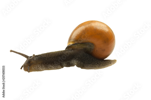 forest snail, Cepaea nemoralis on a white background photo