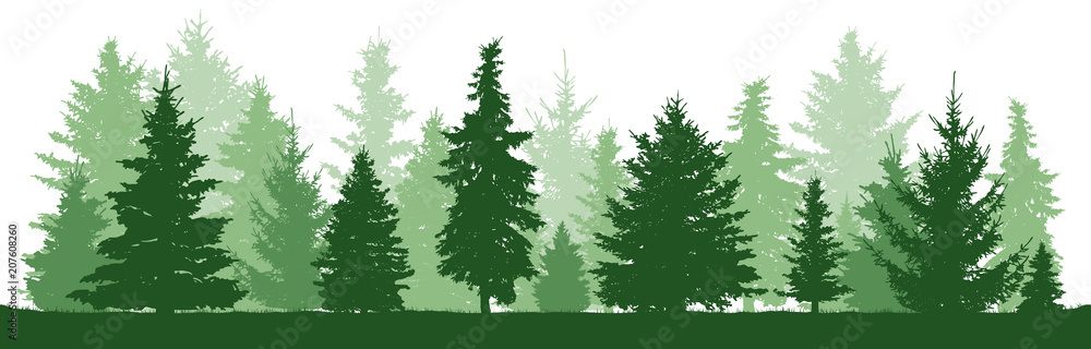 Trees pine, fir, spruce, christmas tree. Coniferous forest, vector silhouette. Evergreen Forest, vector - obrazy, fototapety, plakaty 