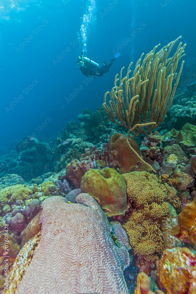 Obraz premium Caribbean coral reef