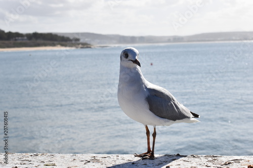 Closeup of a seagull in Mossel Bay, South Africa