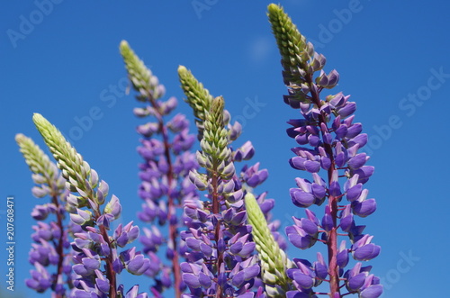 Beautiful flowers with a perfect blue sky in the background