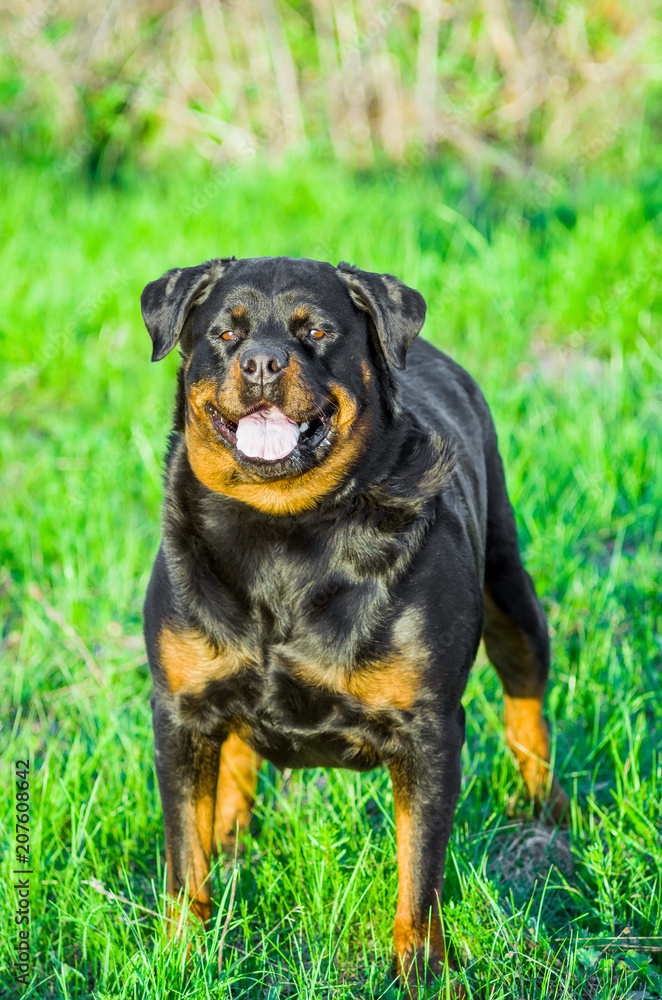 Rottweiler Dog Portrait