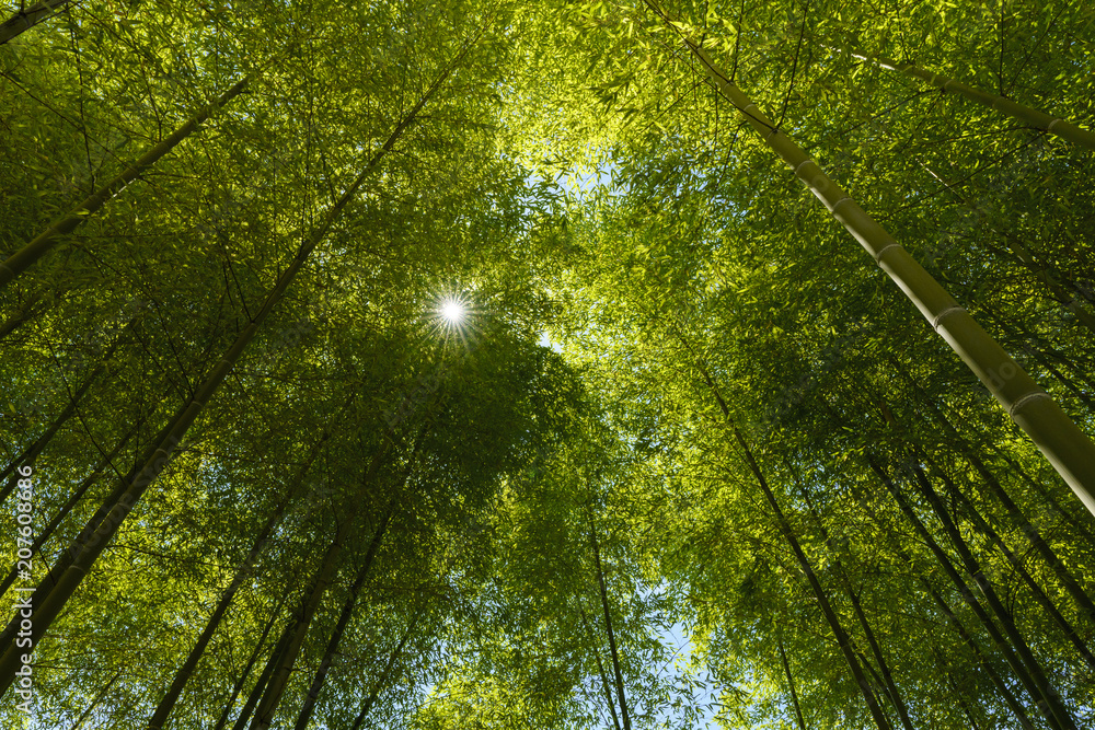 Fototapeta premium An image of bright sunlight flowing down through the canopy of a bamboo grove in Tokyo, Japan