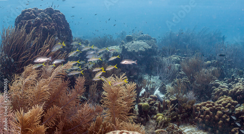 Caribbean coral reef