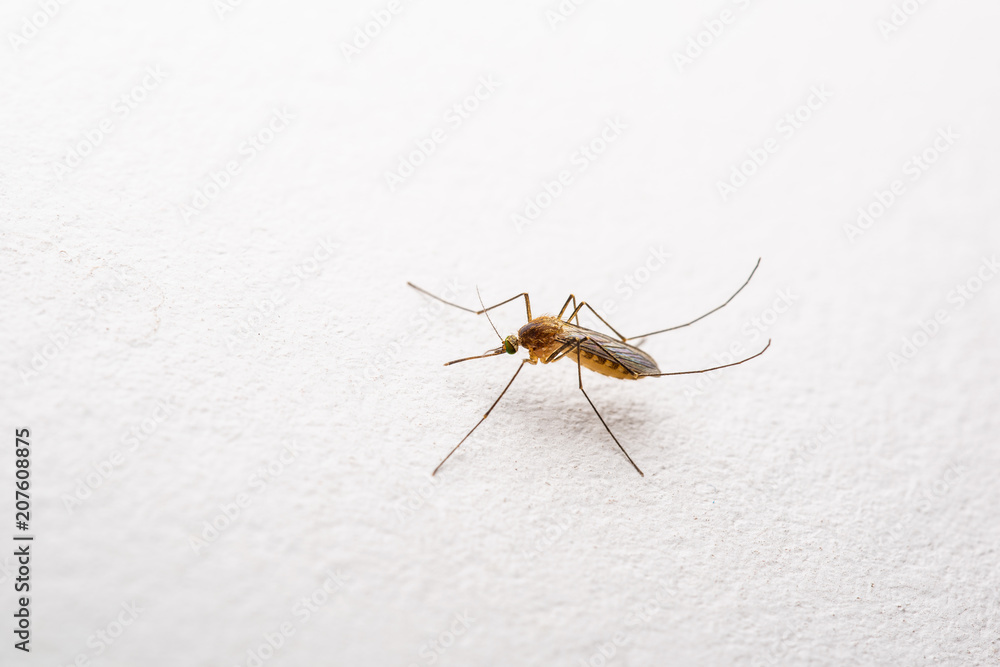 Yellow Fever, Malaria or Zika Virus Infected Mosquito Insect on White Wall Yellow Fever, Malaria or Zika Virus Infected Mosquito Insect on White Wall