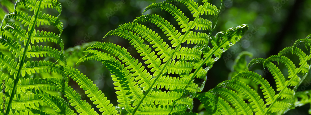 banner spring bright green fern background - obrazy, fototapety, plakaty 