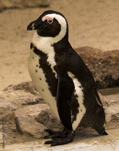 Magellanic penguin  (Spheniscus magellanicus)