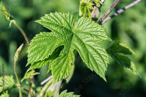 Close-up toned photography of the leaves of the humulus lupulus well known as a hop. Herb that is popular to use as a home remedy, natural medication.