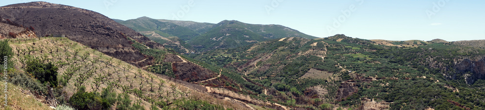 Olive groves