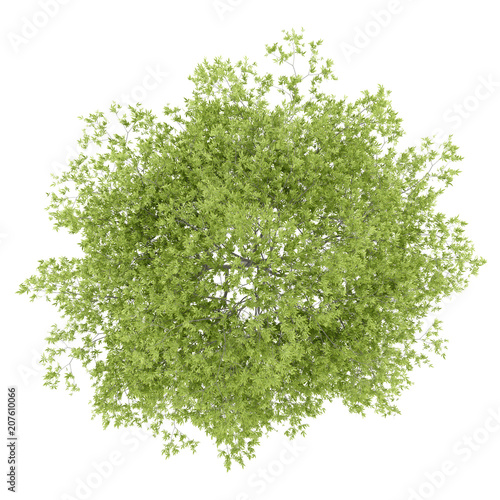 top view of peach tree isolated on white background