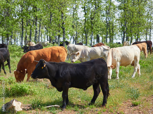 Obraz na plátně Ganado / Grupo de Vacas y Toros Pastando en un Bosque de Robles de la Sierra de