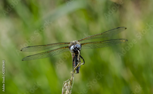 dragonfly © Per Christensen