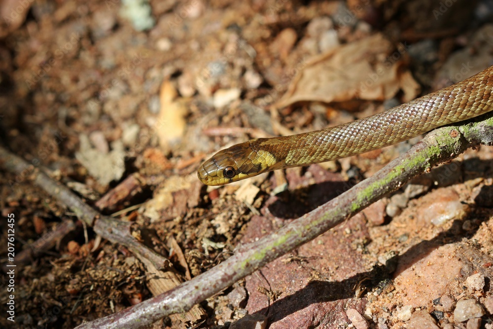 Junge Äskulapnatter (Zamenis longissimus)
Junge Äskulapnatter (Zamenis longissimus)