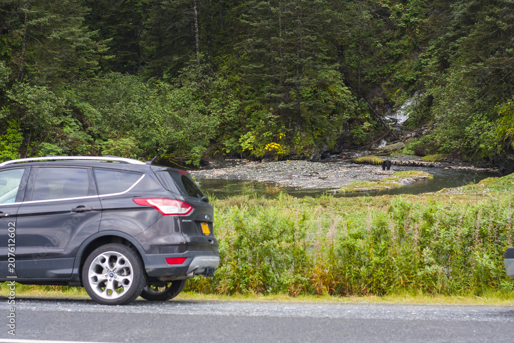 Black bear watching next to the road in Alaska. Black bear watching next to the road in Alaska.