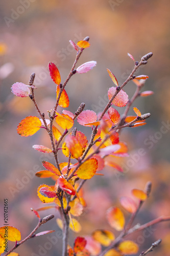 Betula nana, the dwarf birch, is a species of birch in the family Betulaceae, found mainly in the tundra of the Arctic region.