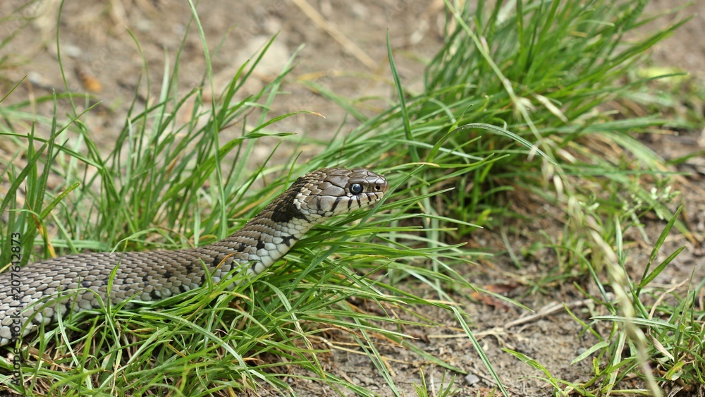Barren-Ringelnatter (Natrix helvetica) kurz vor der Häutung
Barren-Ringelnatter (Natrix helvetica) kurz vor der Häutung