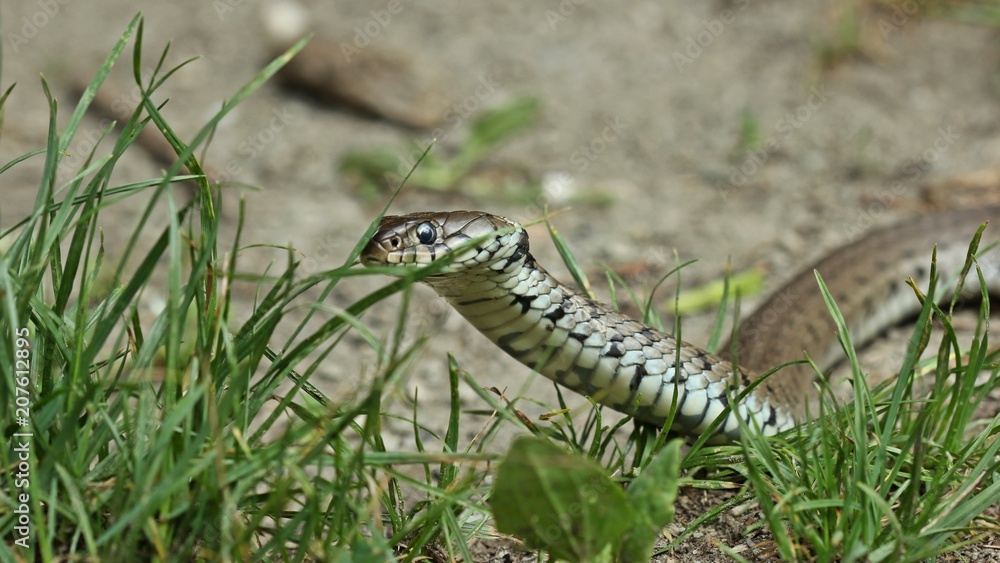 Barren-Ringelnatter (Natrix helvetica) kurz vor der Häutung
Barren-Ringelnatter (Natrix helvetica) kurz vor der Häutung