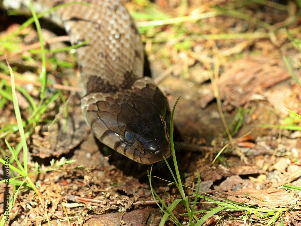 Fototapeta premium Barren-Ringelnatter (Natrix helvetica) kurz vor der Häutung 