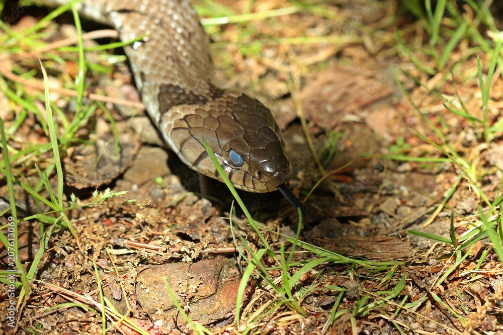 Barren-Ringelnatter (Natrix helvetica) kurz vor der Häutung
Barren-Ringelnatter (Natrix helvetica) kurz vor der Häutung
