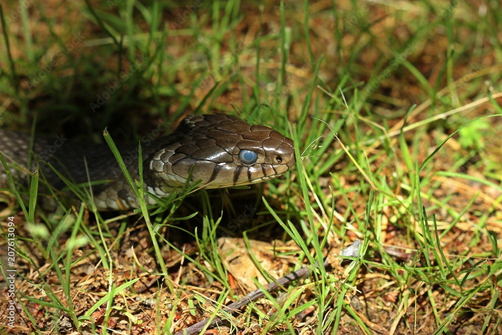 Barren-Ringelnatter (Natrix helvetica) kurz vor der Häutung
Barren-Ringelnatter (Natrix helvetica) kurz vor der Häutung