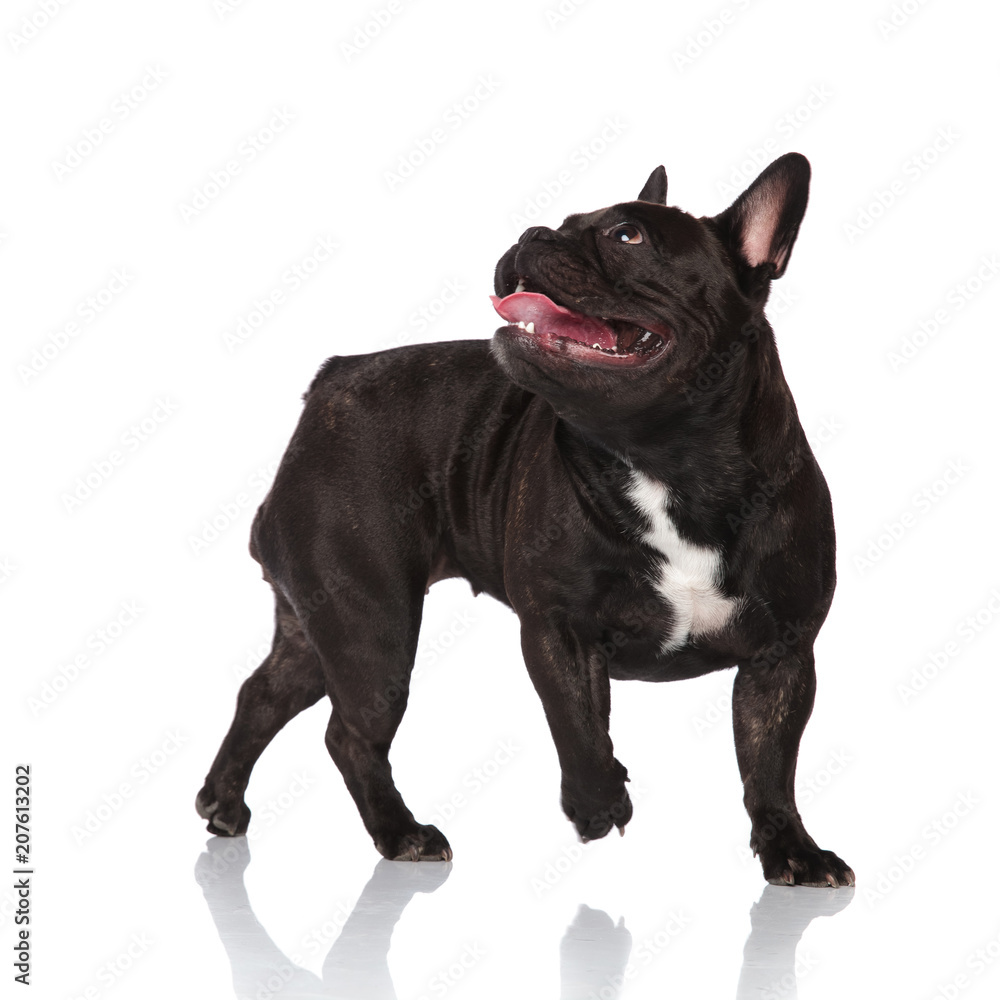 side view of panting french bulldog looking up and behind