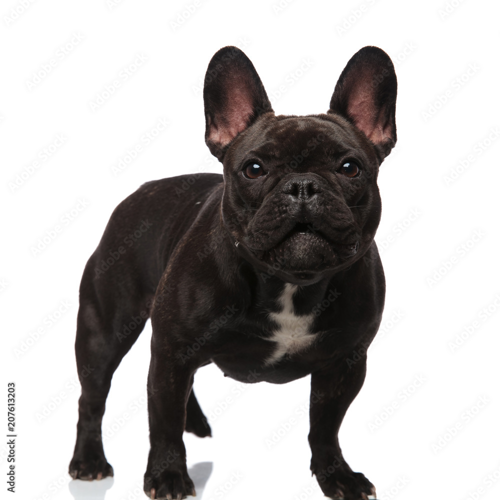 lovely french bulldog standing and looking surprised