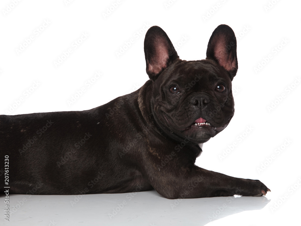 close up of side of cute panting french bulldog lying