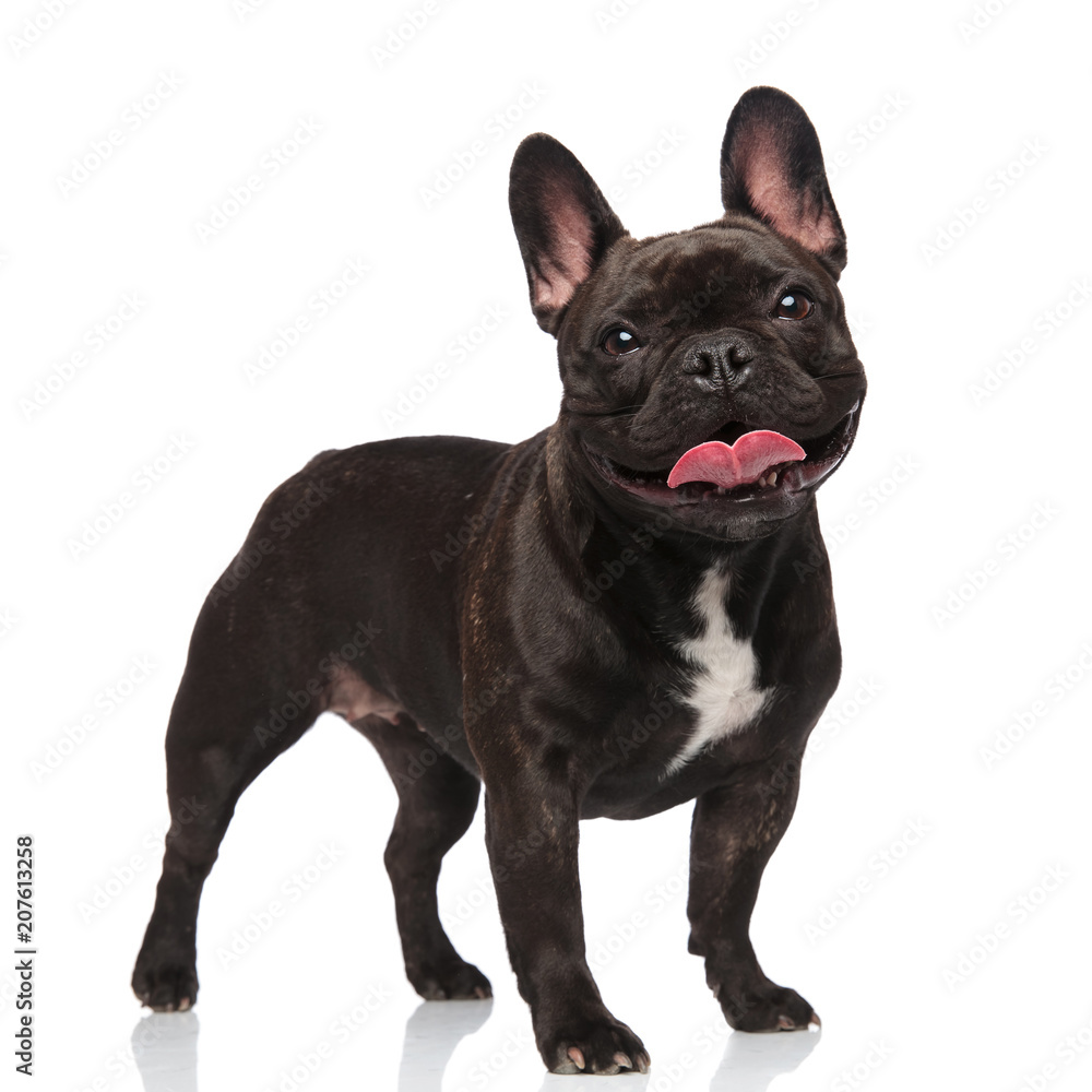 cute panting french bulldog standing and looking happy