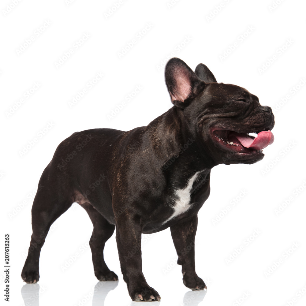 side view of adorable yawning french bulldog