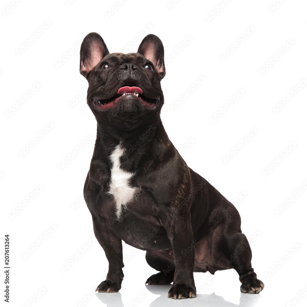 surprised french bulldog looks up with mouth open surprised french bulldog looks up with mouth open