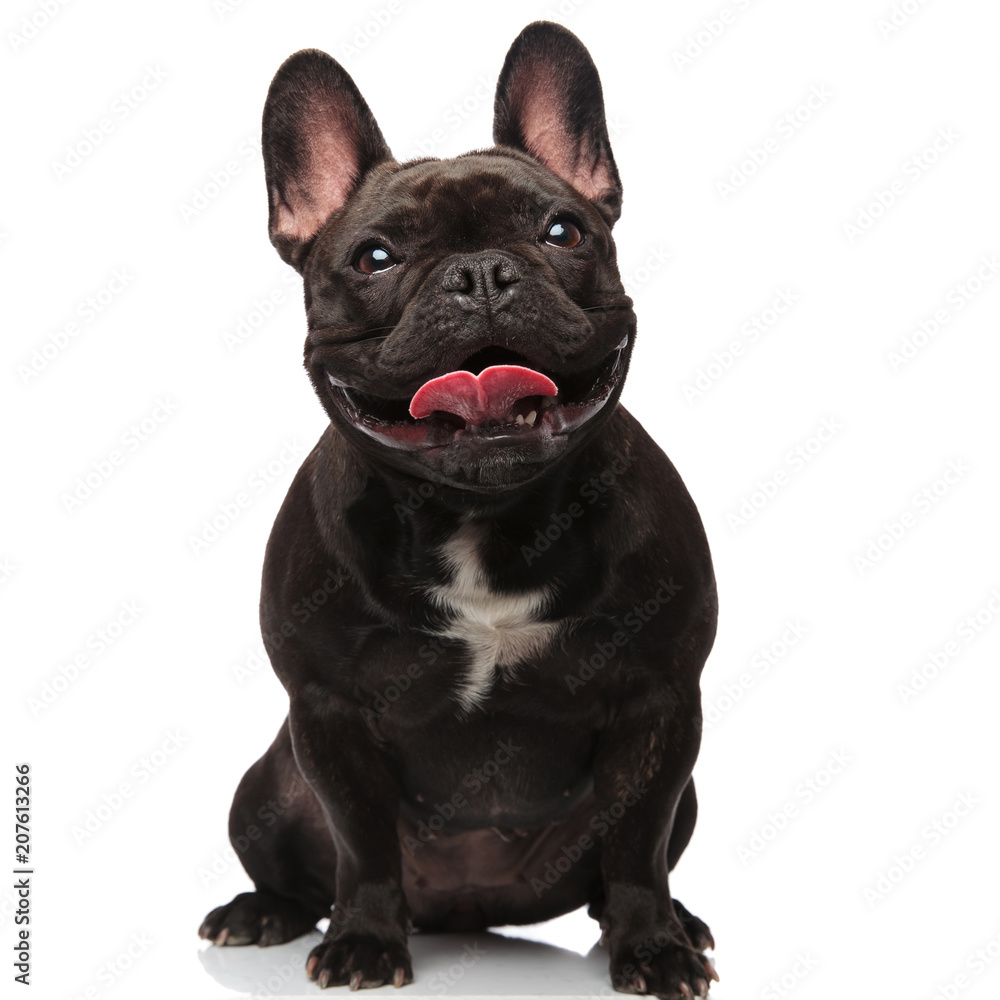 lovely seated black french bulldog panting