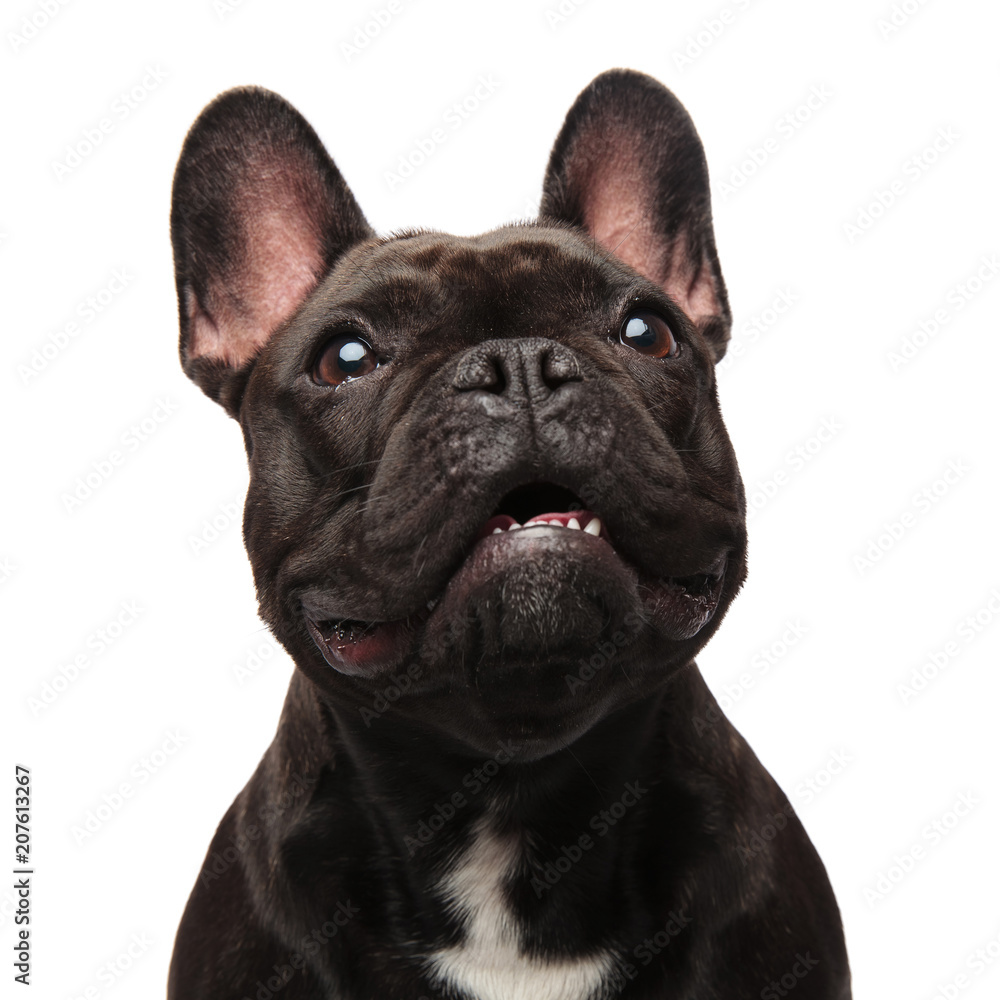 close up of surprised french bulldog looking up to side