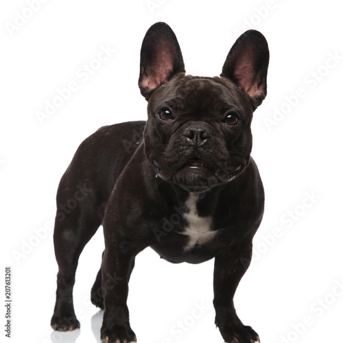 adorable black french bulldog with bat eyes standing