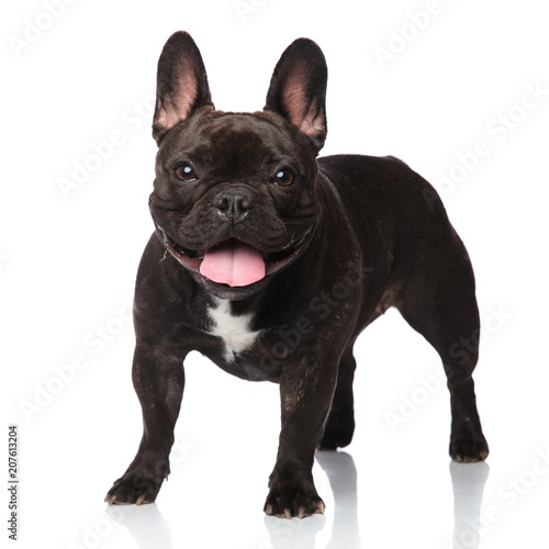 cute panting french bulldog standing