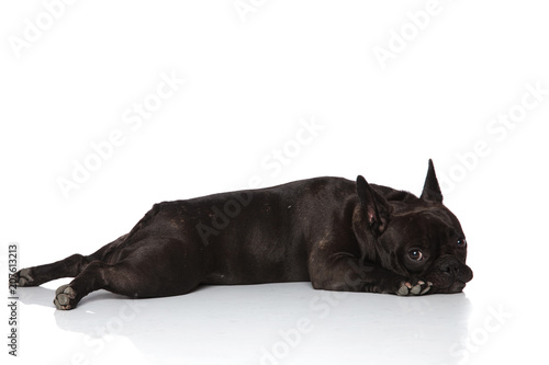 Fototapeta Naklejka Na Ścianę i Meble -  side view of adorable french bulldog lying