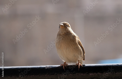 Sparrow © zatletic