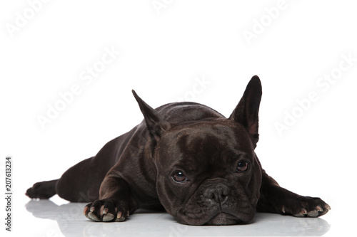 adorable sleepy black french bulldog lying © Viorel Sima