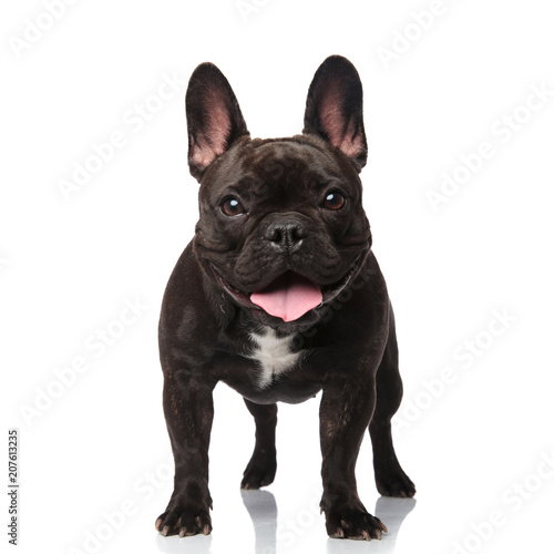cute black french bulldog standing and panting © Viorel Sima