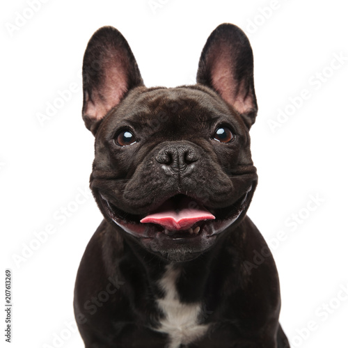 head of happy black french bulldog panting photo