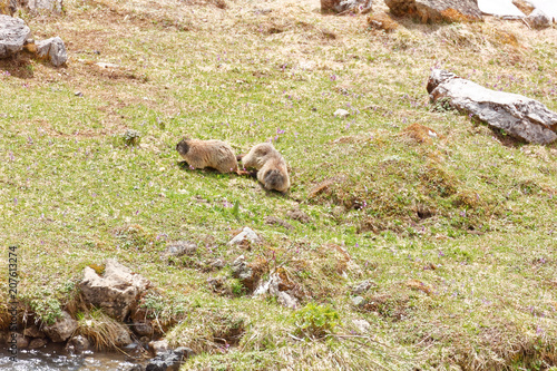 Marmots in Laguzape-Walsertal