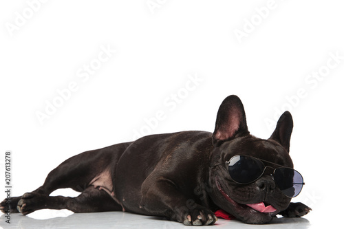 Fototapeta Naklejka Na Ścianę i Meble -  adorable stylish french bulldog lying in the sun