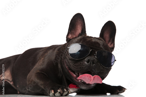 close up of classy french bulldog with sunglasses lying © Viorel Sima