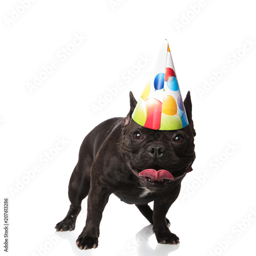 cute small french bulldog with birthdy cap panting photo