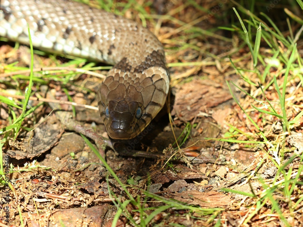 Barren-Ringelnatter (Natrix helvetica) kurz vor der Häutung
Barren-Ringelnatter (Natrix helvetica) kurz vor der Häutung