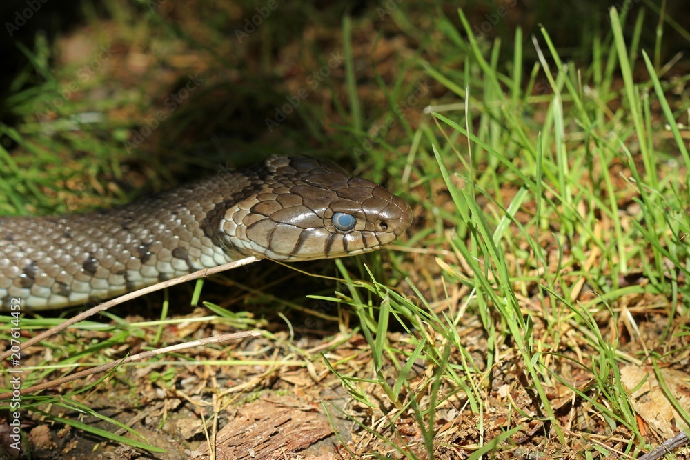 Barren-Ringelnatter (Natrix helvetica) kurz vor der Häutung
Barren-Ringelnatter (Natrix helvetica) kurz vor der Häutung