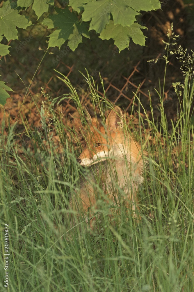 Fototapeta premium ein Fuchs sitzt im Gras