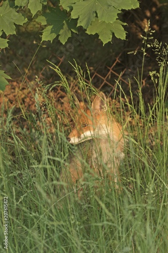 ein Fuchs sitzt im Gras © biggi62