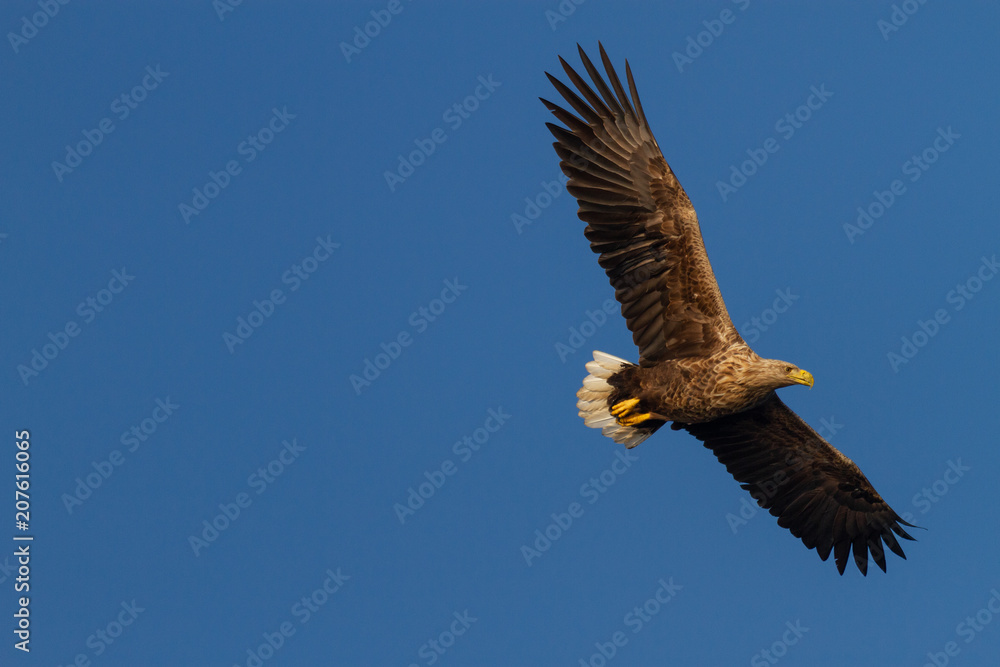 Obraz premium White - tailed eagle in flight.